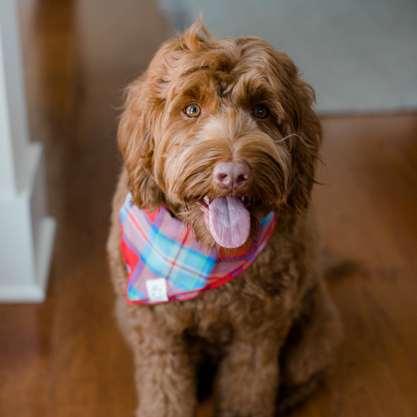 Cockapoo bandana cheap