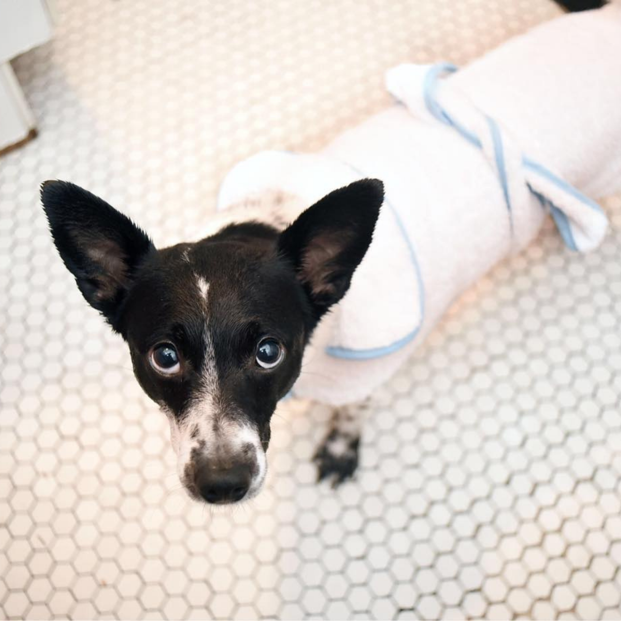 Spa - Terry Cloth Dog Bath Robe