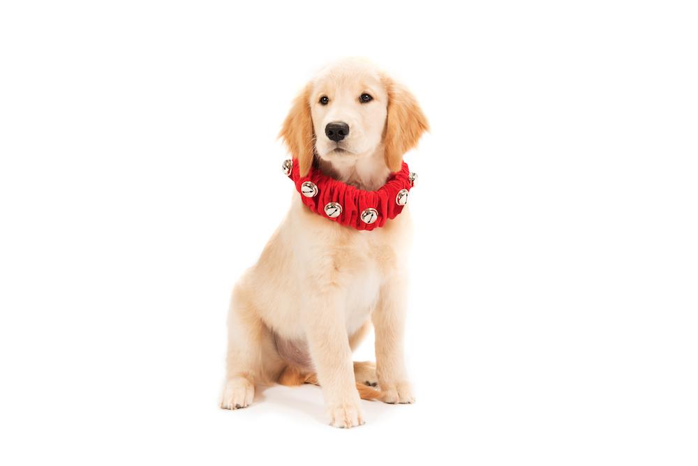 Jingle Bell Collar