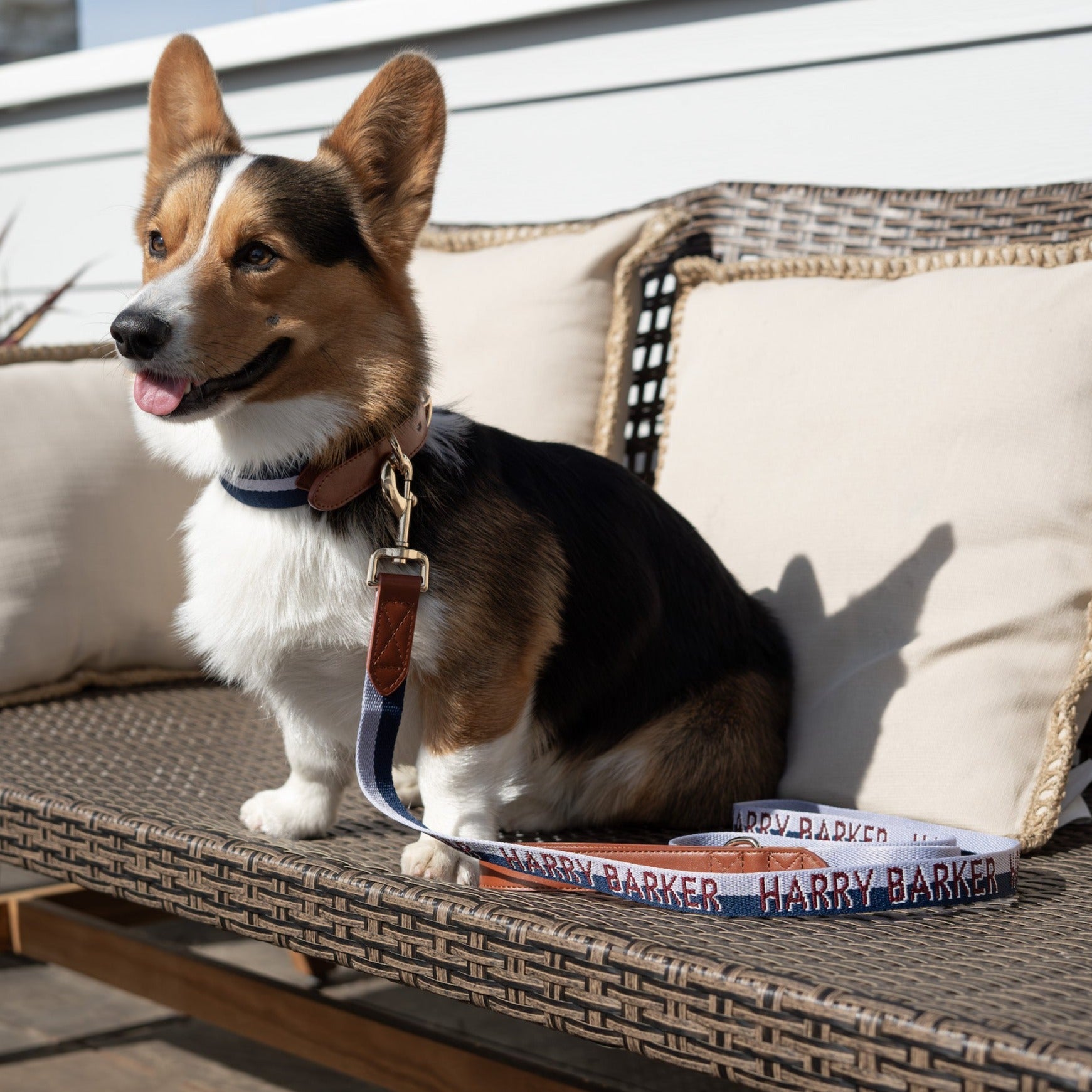 Duo Color Signature Stripe Collar Harry Barker