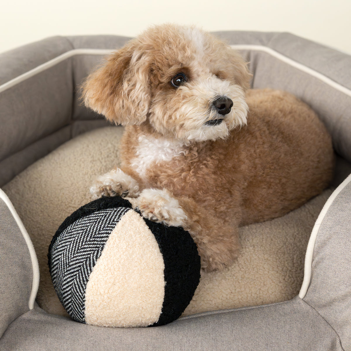 Collage Ball Dog Toy