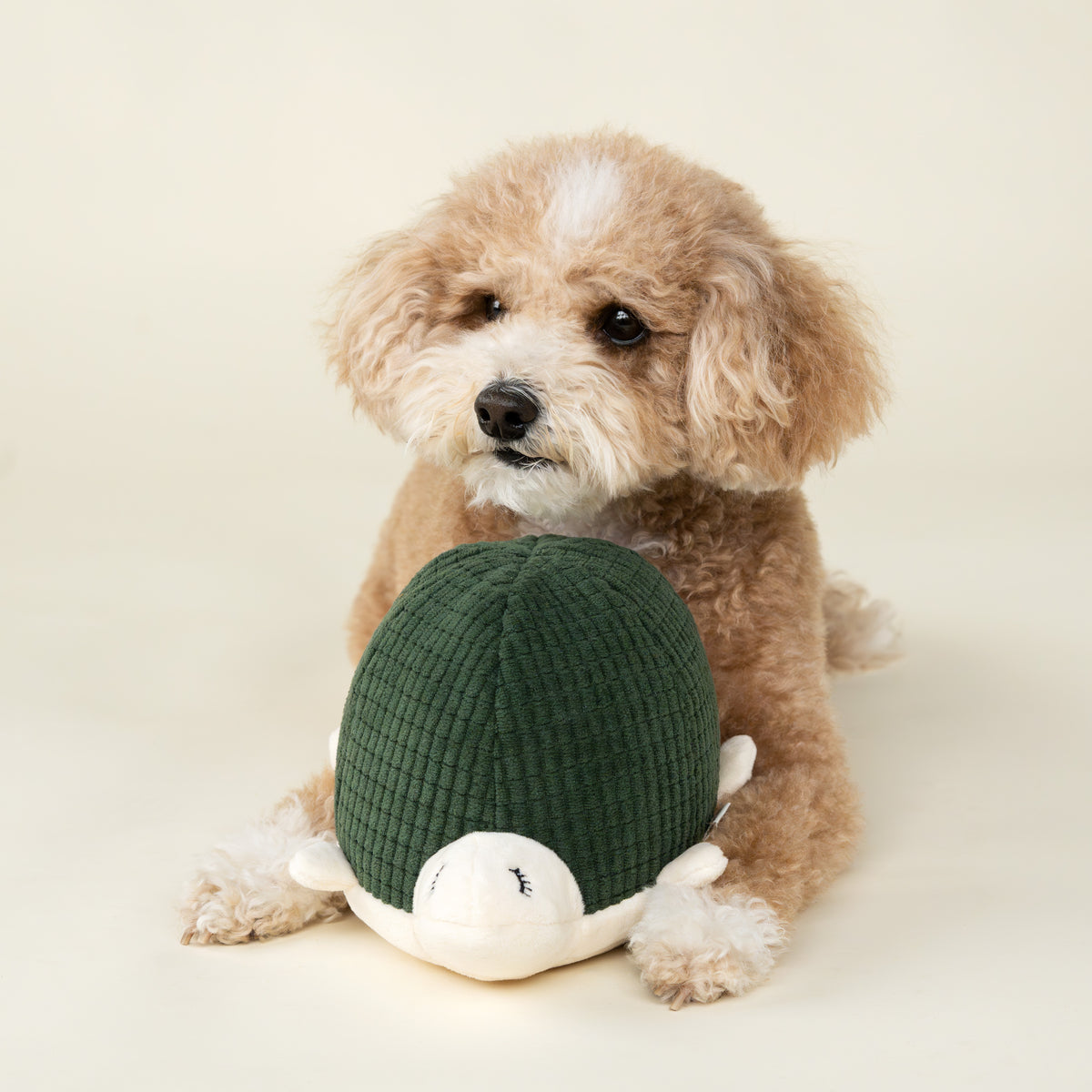 Mossy Turtle Dog Toy