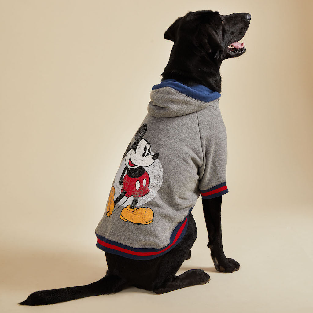 Harry barker 2025 dog apparel