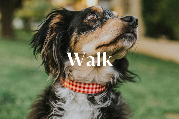 Dog accessories best sale online store