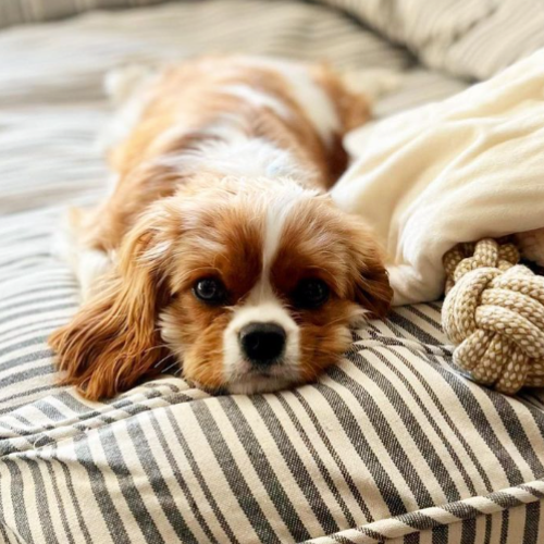 Harry Barker Market Stripe Hundebett Mittelgroß – Mit Memory-Schaum, Abnehmbarer Bezug