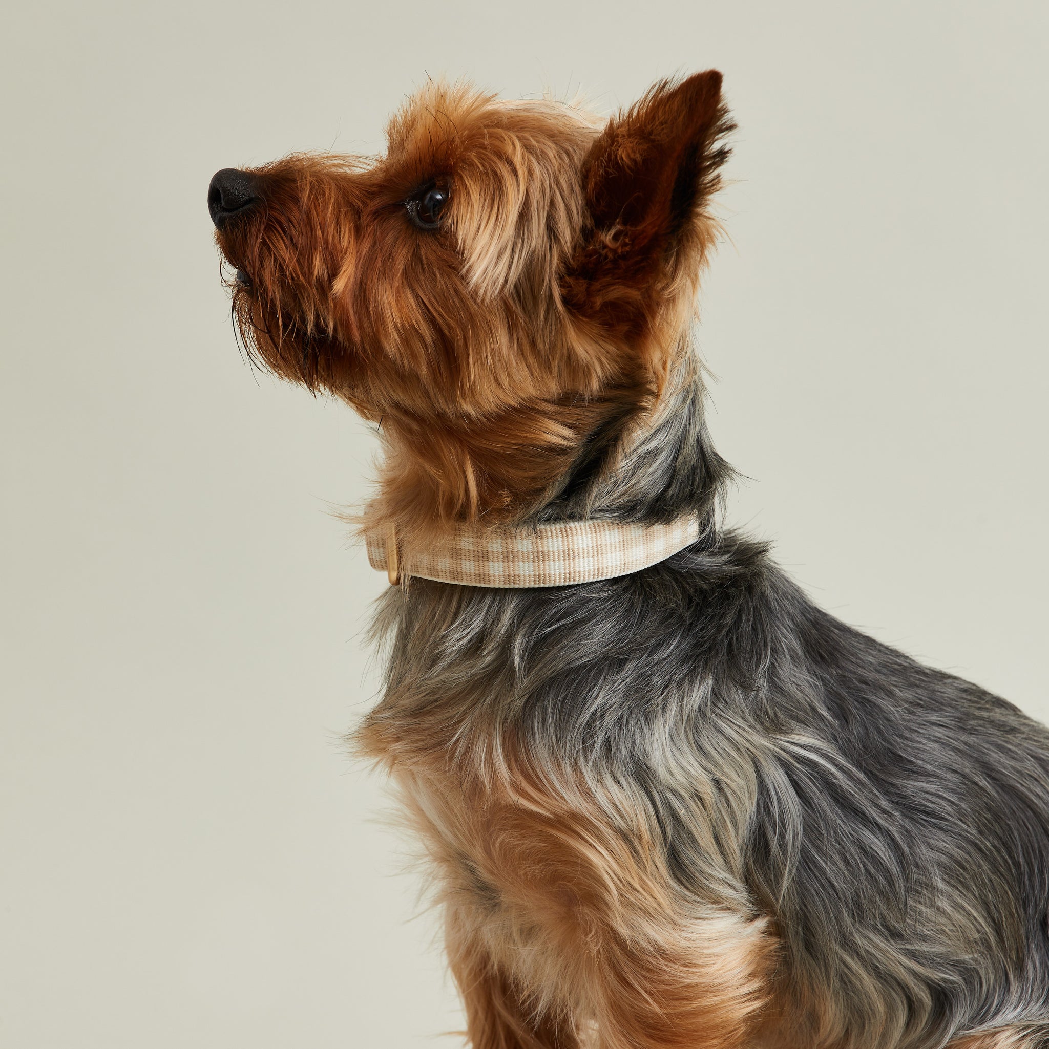 Dog Collar - Brown fabric collar