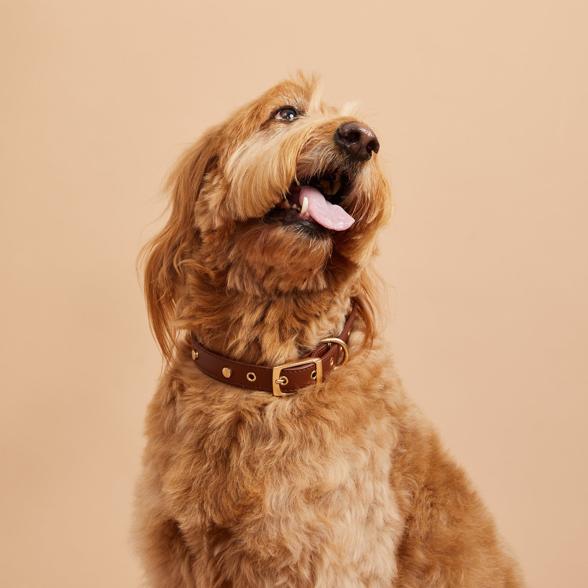 Dog Collar - Yellow  Designer Dog Collar Barker & Bone